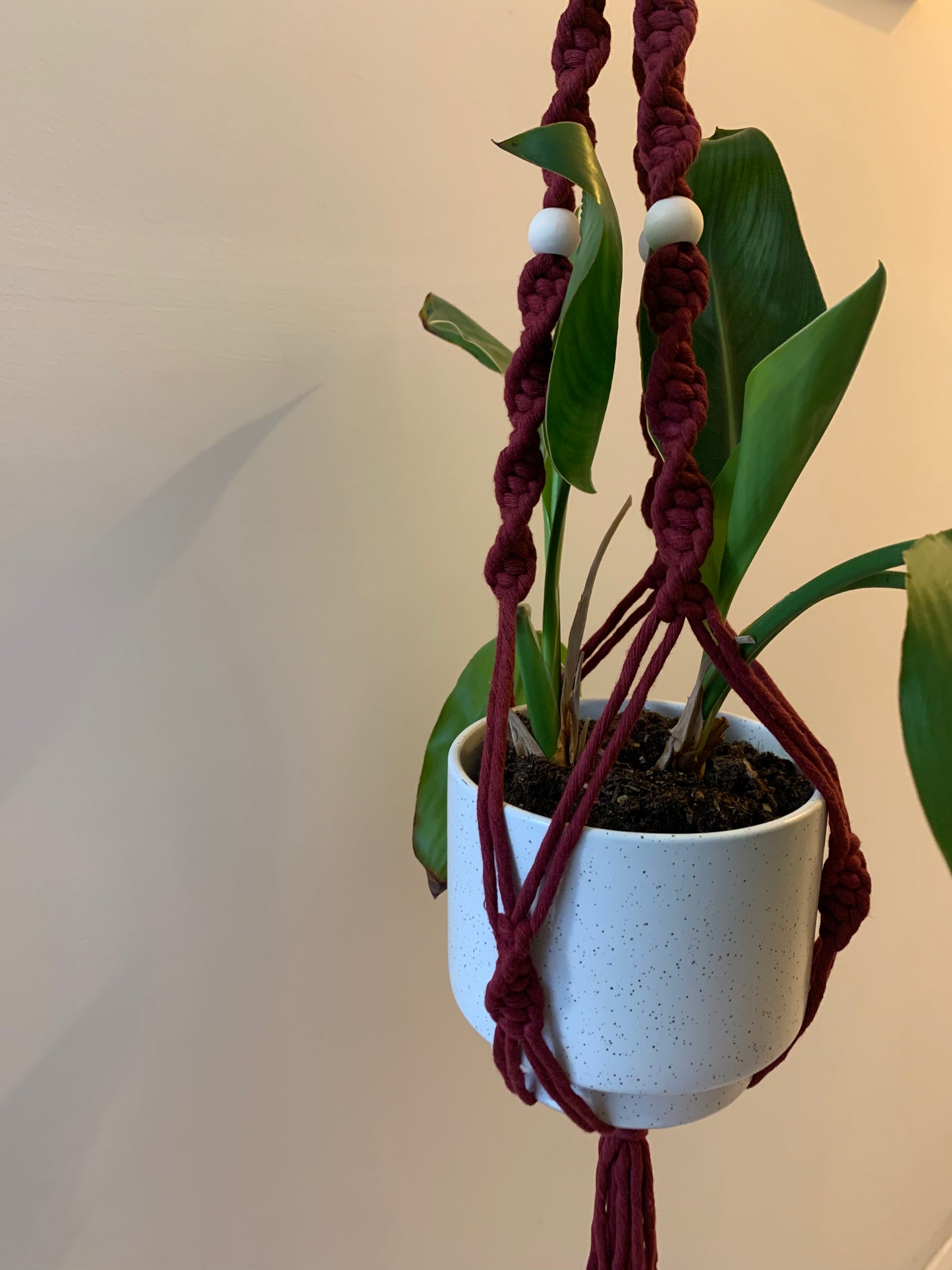 Plöntuhengi / Wine Red