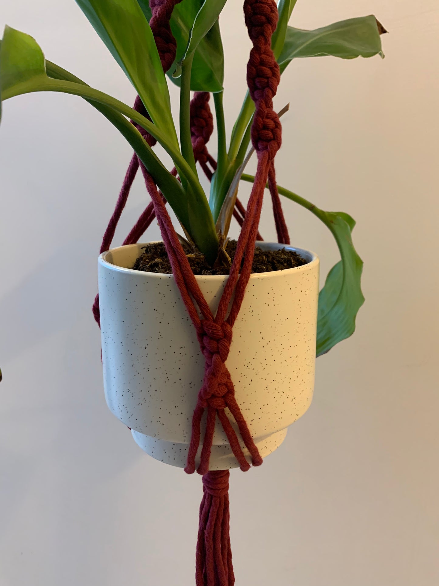 Plöntuhengi / Wine Red