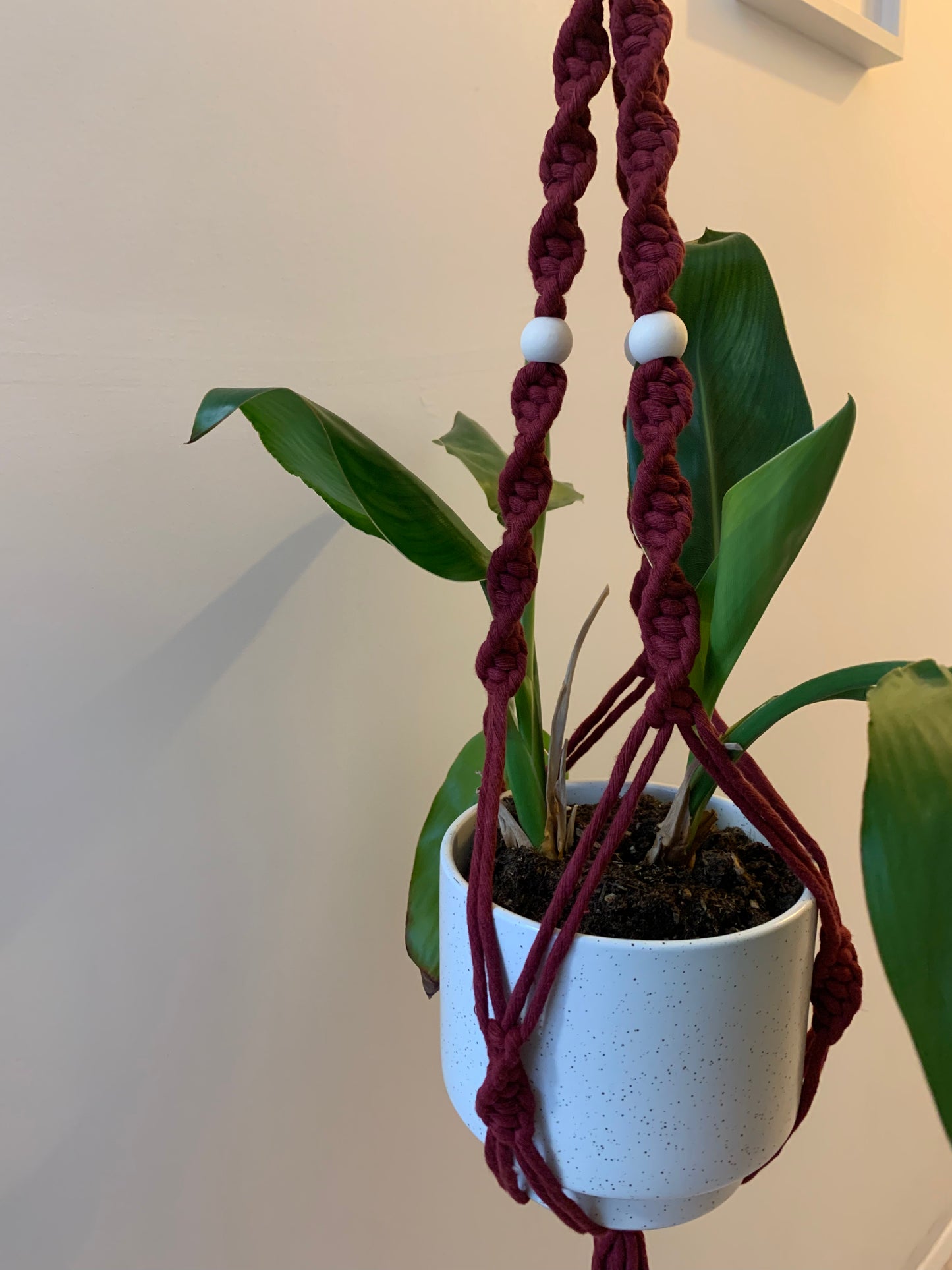 Plöntuhengi / Wine Red