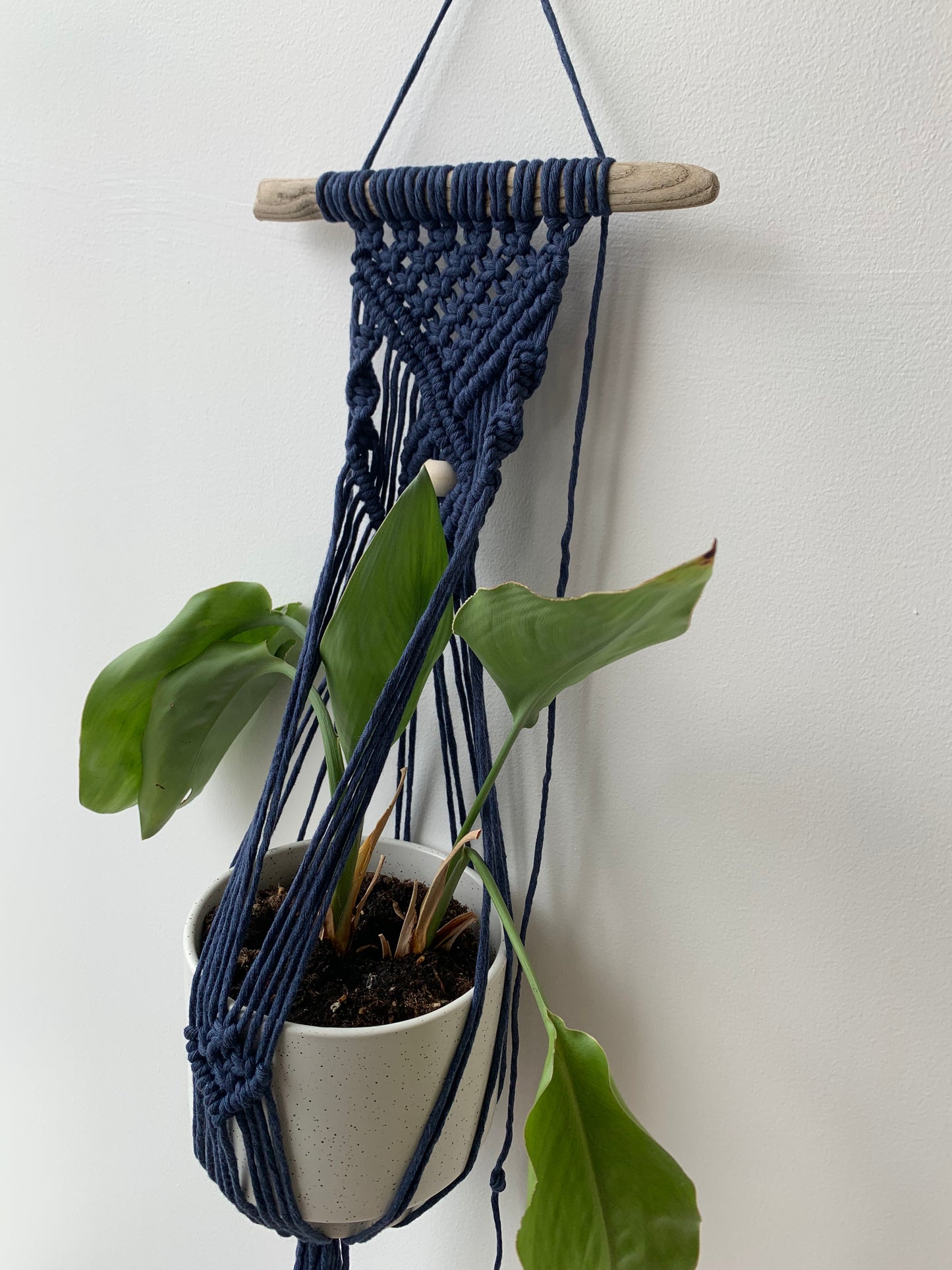 Plöntuvegghengi / Jean