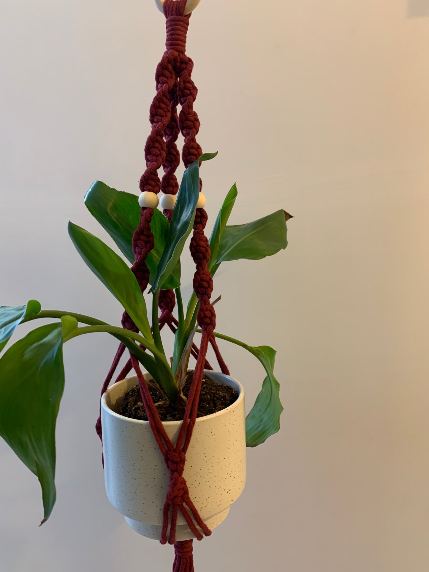 Plöntuhengi / Wine Red