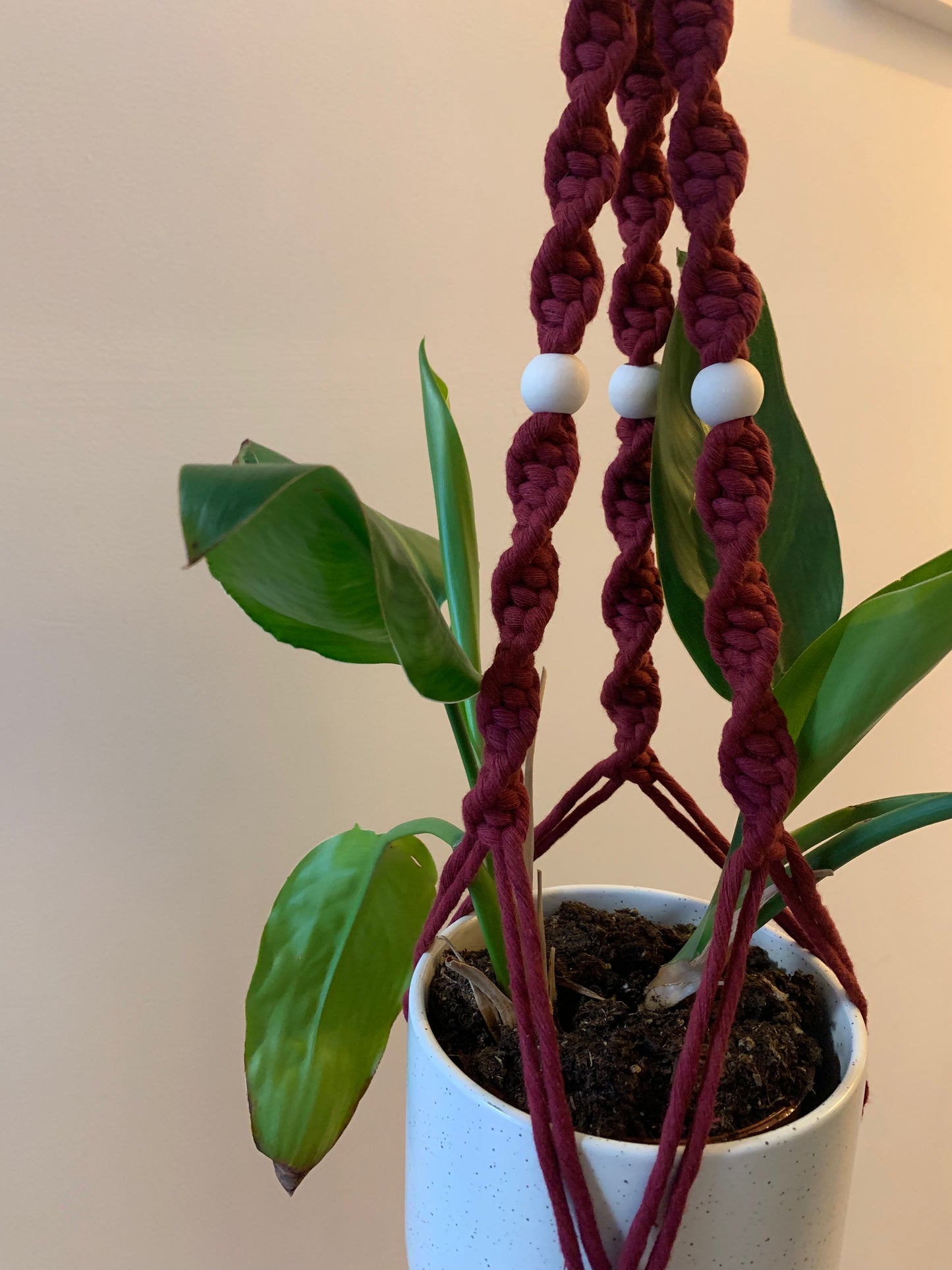 Plöntuhengi / Wine Red