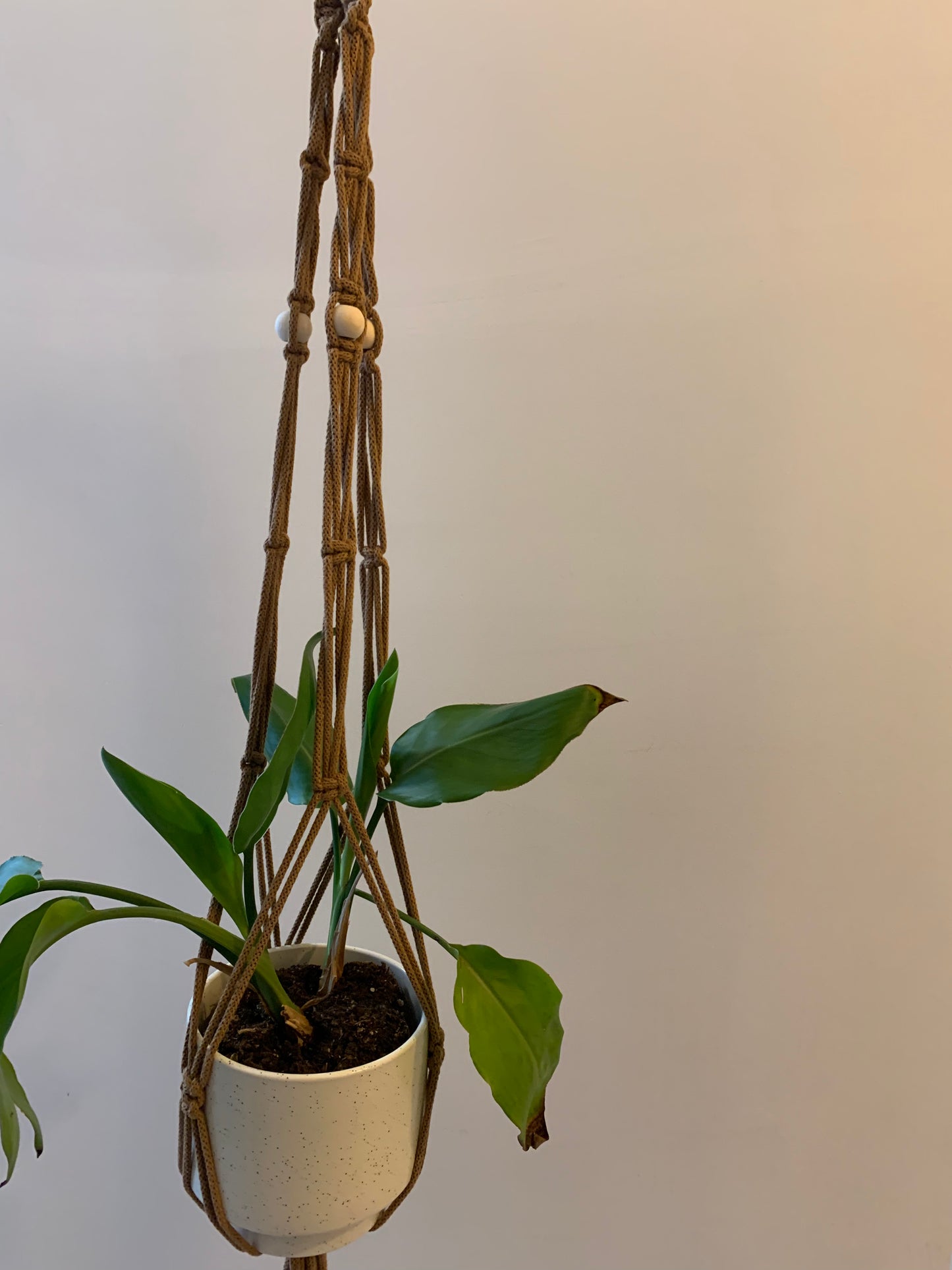 Plöntuhengi / Caramel