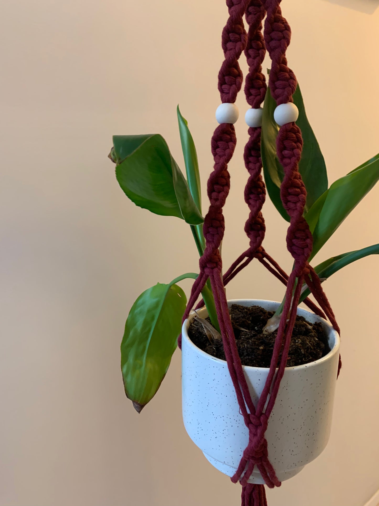 Plöntuhengi / Wine Red