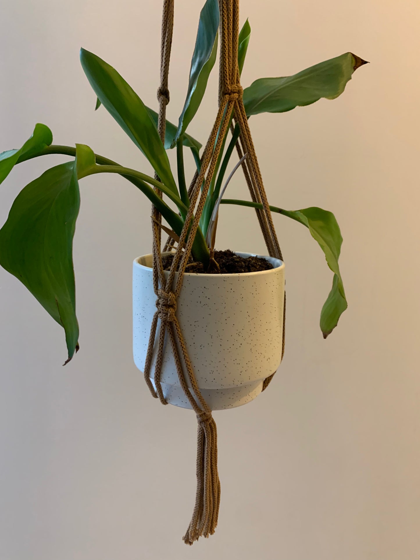 Plöntuhengi / Caramel