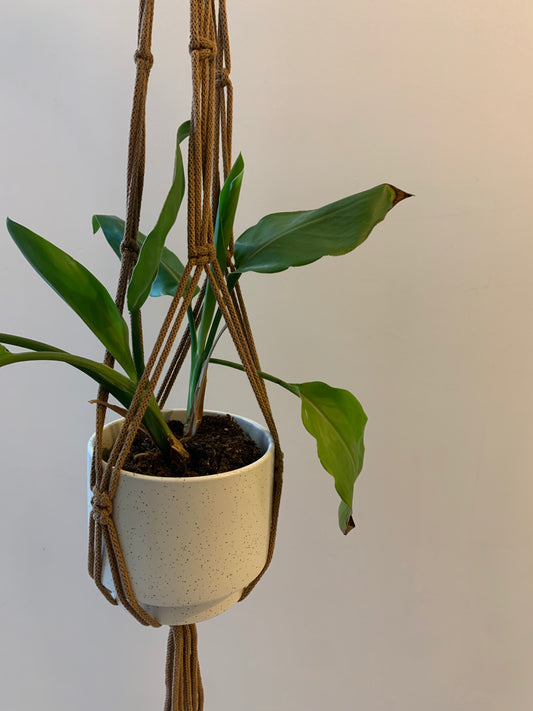 Plöntuhengi / Caramel